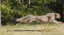 WordPress Site Speed: What You're Missing Out On