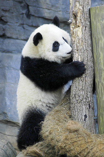 A panda hugging a tree.