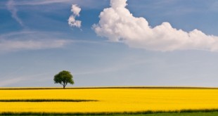 Get Your Blog Ready for Spring with These Themes