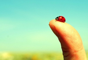 A ladybug on a thumb.