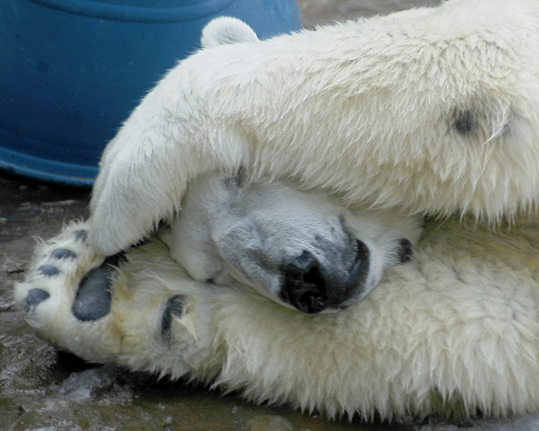 polar-bear-trainer