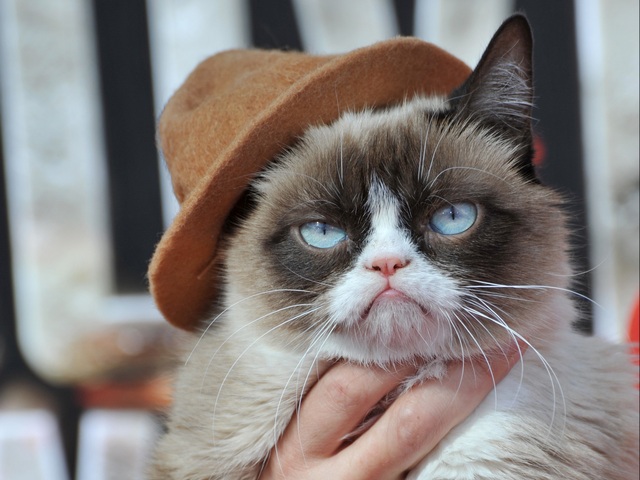 grumpy-cat-hat
